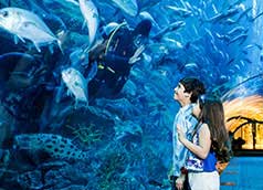 Dubai Aquarium & Underwater Zoo